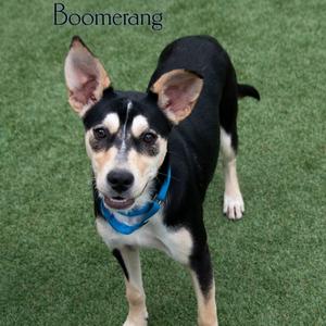 Boomerang, Cattle Dog, Australian (Blue Heeler), adult, available for adoption