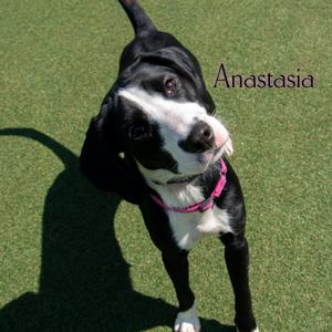 Anastasia, Hound, adult, available for adoption