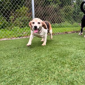 Ethel, Beagle, adult, available for adoption