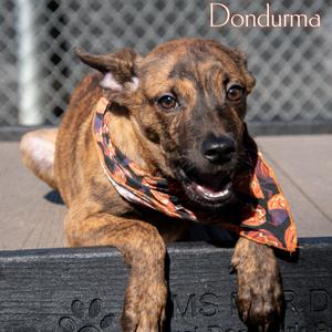 Dondurma, Mixed Breed (Small), puppy, available for adoption