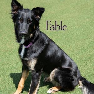 Fable, Shepherd, adult, available for adoption