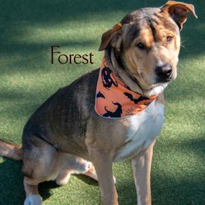 Forest, Mixed Breed (Large), adult, available for adoption