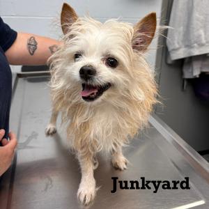 Junkyard, Mixed Breed (Small), adult, available for adoption