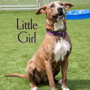 Little Girl, Terrier, adult, available for adoption