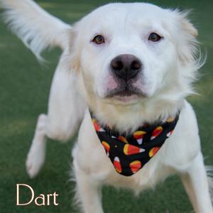Dart, Mixed Breed (Medium), adult, available for adoption