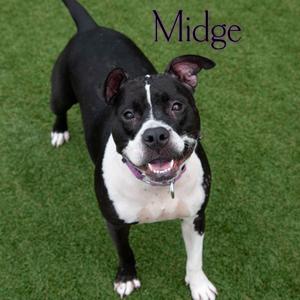 Midge, Terrier, Pit Bull, adult, available for adoption