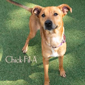 A brown dog with a white chest and a pink collar standing on green grass. The text "Chick Fil A" is visible in the bottom left corner.