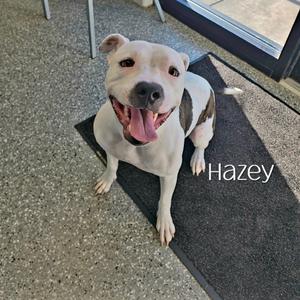 A white and brown dog named Hazey sitting on a black mat, looking up with its tongue out.