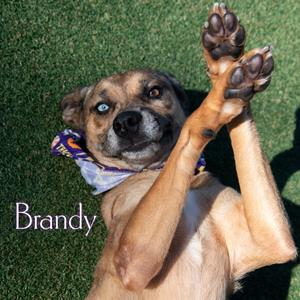 Brandy, Shepherd, Australian, adult, available for adoption