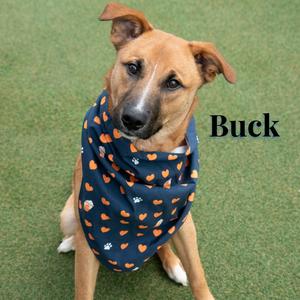 A brown dog wearing a blue bandana with orange paw prints, sitting on green grass. The name "Buck" is written in black text to the right of the dog.