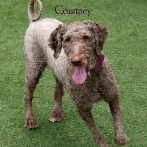 Courtney, Sheep Dog, adult, available for adoption