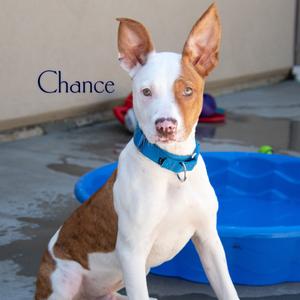 Chance, Terrier, Pit Bull, puppy, available for adoption