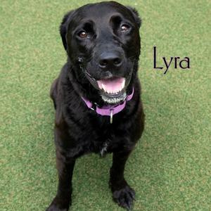 Lyra, Retriever, Labrador, adult, available for adoption