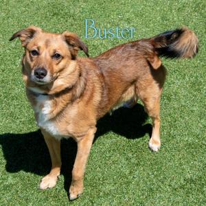 Buster, Terrier, adult, available for adoption