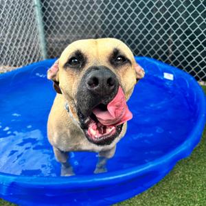 Armando, Mountain Cur, adult, available for adoption