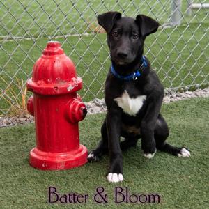 Batter & Bloom, Shepherd, puppy, available for adoption