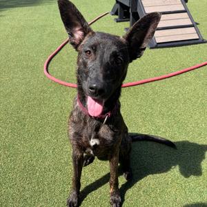 Becca, Shepherd, German, adult, available for adoption