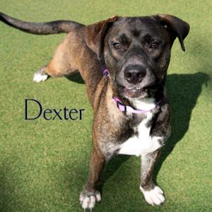 Dexter, Terrier, Pit Bull, adult, available for adoption
