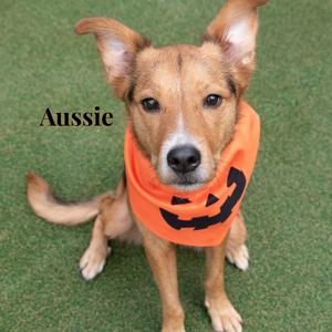A dog wearing an orange bandana with a jack-o-lantern design, standing on green grass. The name 'Aussie' is written in black text on the left side of the image.