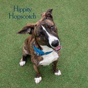 Hippity Hopscotch, Mixed Breed (Medium), adult, available for adoption