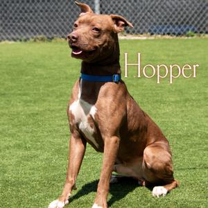 Hopper, Mixed Breed (Large), adult, available for adoption