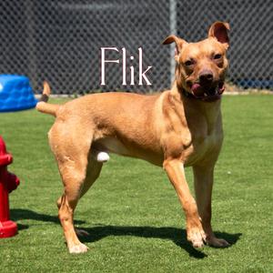 Flik, Mixed Breed (Large), adult, available for adoption
