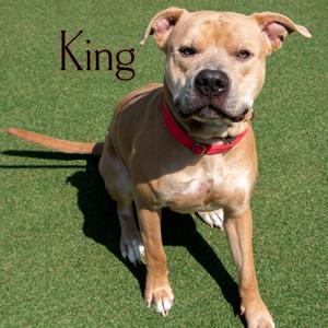 King, Terrier, Pit Bull, adult, available for adoption