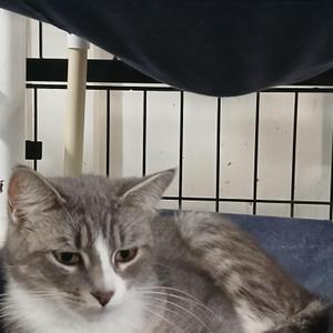 Athena, young, available for adoption