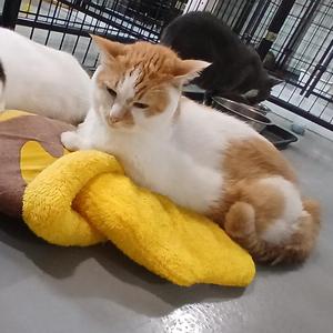 Boy George, young, available for adoption