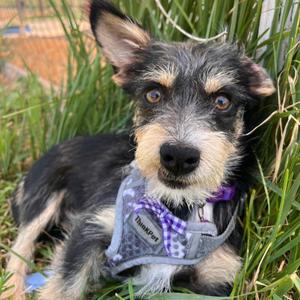 Preminger, Terrier/Mix, young, available for adoption