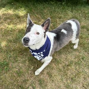 Phantom, Border Collie/Husky, adult, available for adoption