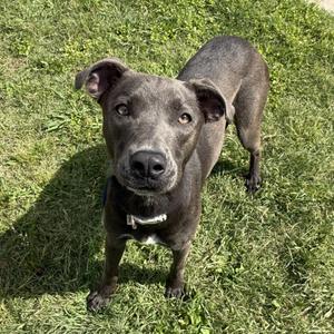 Kaylie, American Staffordshire Terrier/Mix, young, available for adoption
