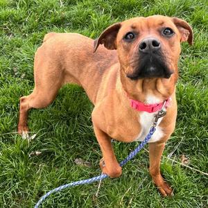 Zinnia, Rottweiler/Boxer, young, available for adoption