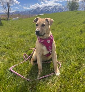 Ann, American Staffordshire Terrier/Mix, young, available for adoption