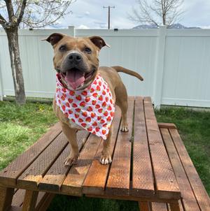 Shorty, American Staffordshire Terrier, adult, available for adoption