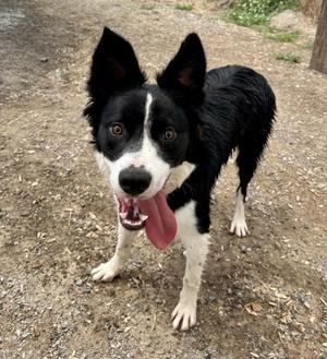Koda, Border Collie, young, available for adoption