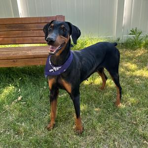 Hattie, Doberman Pinscher, adult, available for adoption