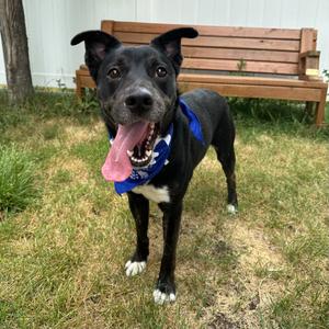 Luna, Labrador Retriever/Husky, adult, available for adoption