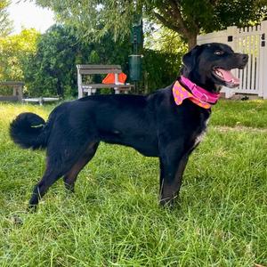 Sally, Labrador Retriever/Border Collie, young, available for adoption