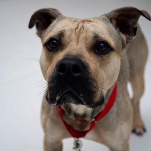 Shorty, Terrier, Pit Bull, adult, available for adoption
