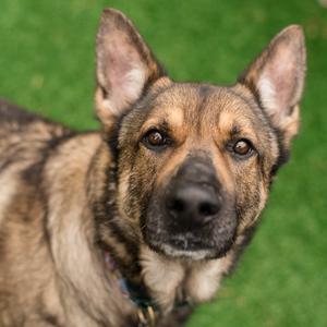Max, Shepherd, German, adult, available for adoption