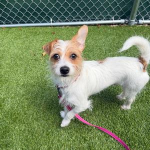 Dior, Chihuahua, young, available for adoption
