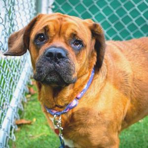Mulan, Saint Bernard, adult, available for adoption