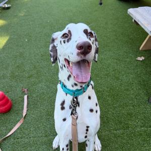 A happy Dalmatian dog with a blue collar sitting on green artificial grass, its mouth open and tongue out, looking up at the camera.