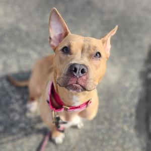 Hazel, Mixed Breed (Large), adult, available for adoption