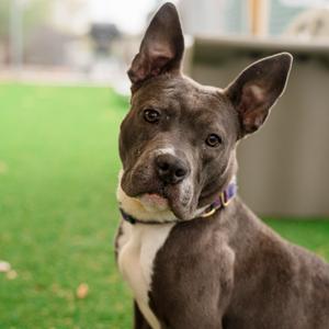 Violet, Bulldog, adult, available for adoption