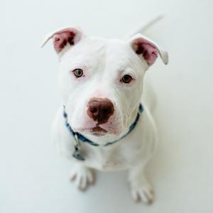 Eve, Terrier, American Staffordshire, adult, available for adoption