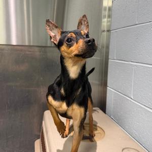 Jaylen, Pinscher, Miniature, adult, available for adoption