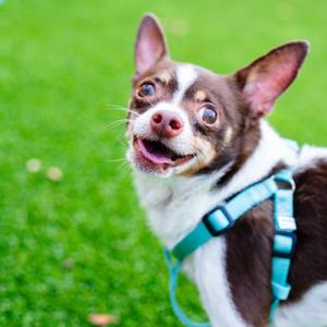 Frankie, Mixed Breed (Small), adult, available for adoption