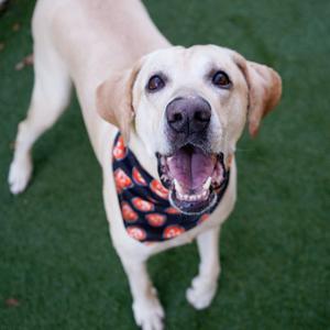 Benji, Retriever, Yellow Labrador, senior, available for adoption